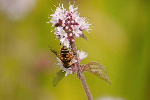 istock Ivy bee collecting pollen from a flower. 839982262