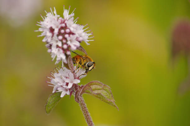 istock Ivy bee collecting  pollen from a flower. 839982286