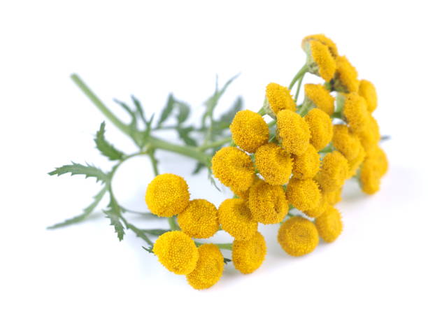 istock Tansy flowers on a white background 839982912