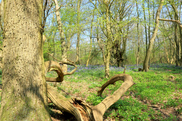 istock A woodland scene with bluebells and old trees 839982978