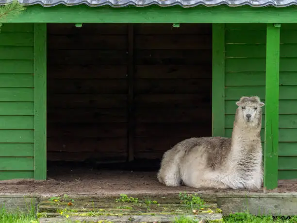 Photo of Llama in a meadow