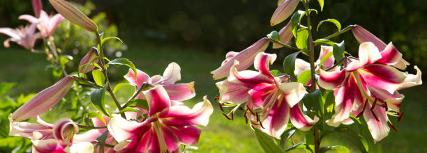 istock Oriental Trumpet Lily Mr. Job 839983008