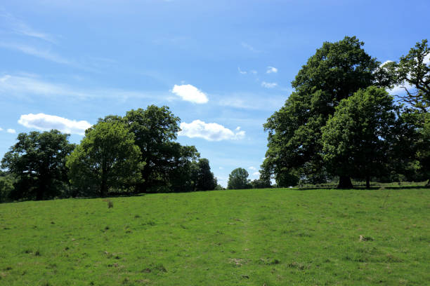 istock woodland scene with blue sky and green trees 839983250