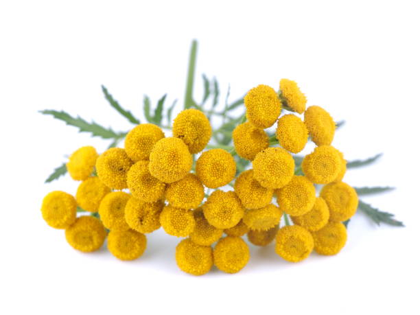 istock Tansy flowers on a white background 839985456