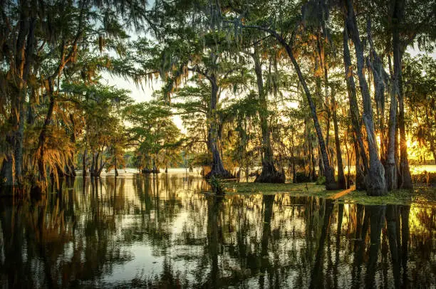 Photo of Louisiana Swamp