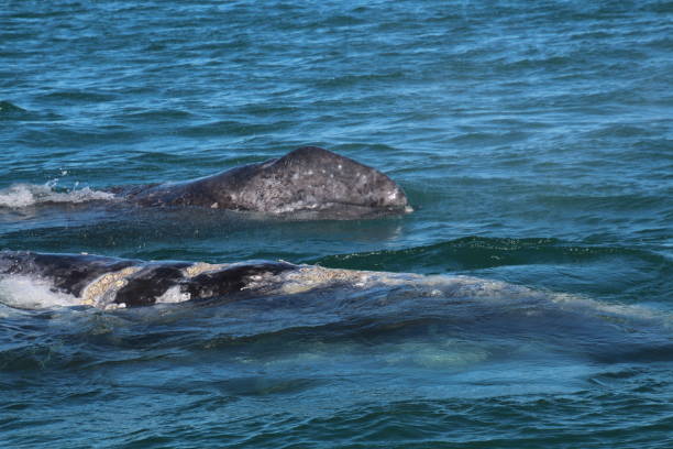 istock Whale Watching Gray Whale-Baja California 839992950