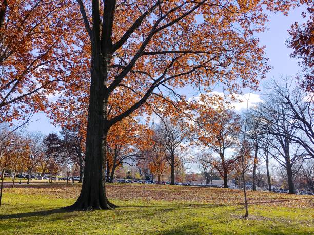 istock Capitol Hill view with orange fall leaves 839995864
