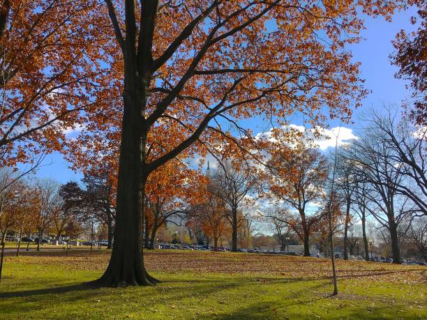 istock Capitol Hill view with orange fall leaves 839995900