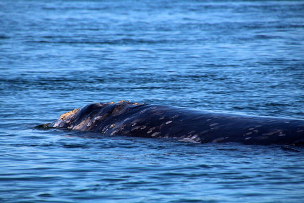istock Whale Watching Gray Whale-Baja California 839999920