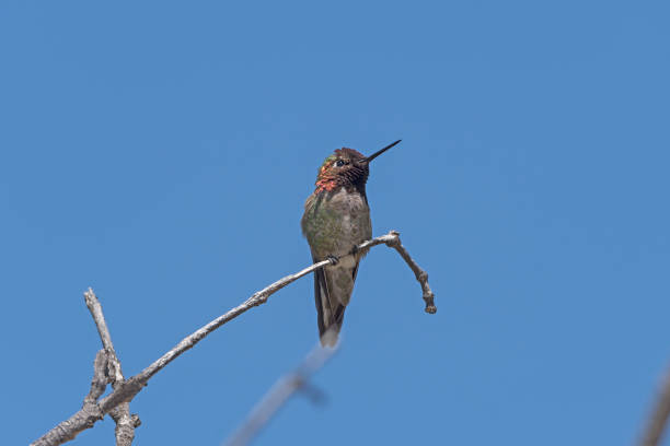 istock Anna's Hummingbird in a Coastal Tree 840000022