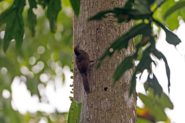 istock Northern Barred Woodcreeper in the Forest 840000024