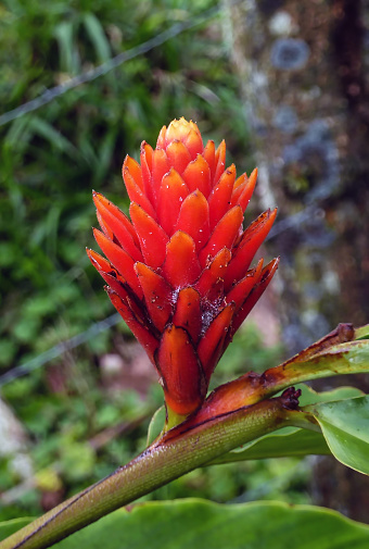 Alpinia purpurata (red ginger) in Turrialba Volcano - Costa Rica