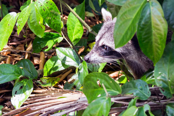 istock Raccoon looking for opportunities - Costa rica 840003286