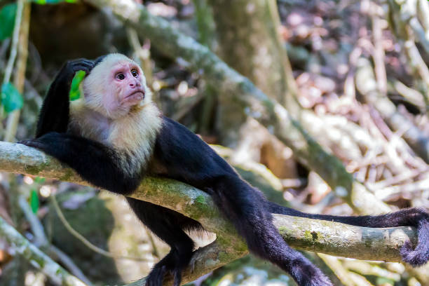 Thinking white headed capuchin monkey resting Thinking white-headed capuchin monkey (Cebus capucinus) resting in National Park Manuel Antonio - Costa Rica capuchin monkey stock pictures, royalty-free photos & images