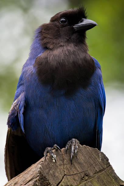 English name: Blue Crow