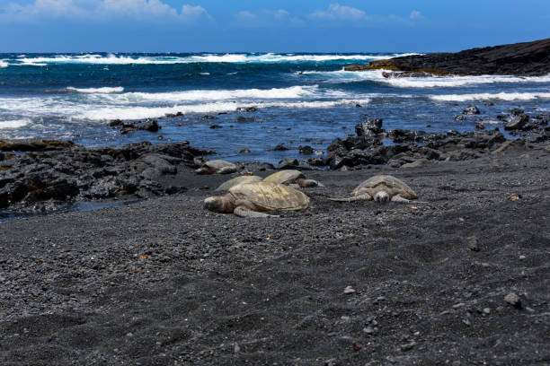 istock Sea turtle shell drying - Punalu'u Black Sand Beach (Big Island of Hawaii) - 840009428
