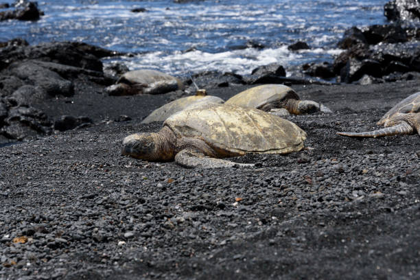 istock Sea turtle shell drying - Punalu'u Black Sand Beach (Big Island of Hawaii) - 840009434