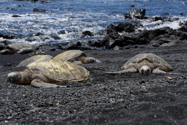 istock Sea turtle shell drying - Punalu'u Black Sand Beach (Big Island of Hawaii) - 840009438
