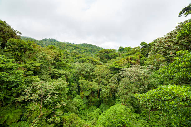 istock Lush rainforest canopy Monteverde Costa Rica 840011824