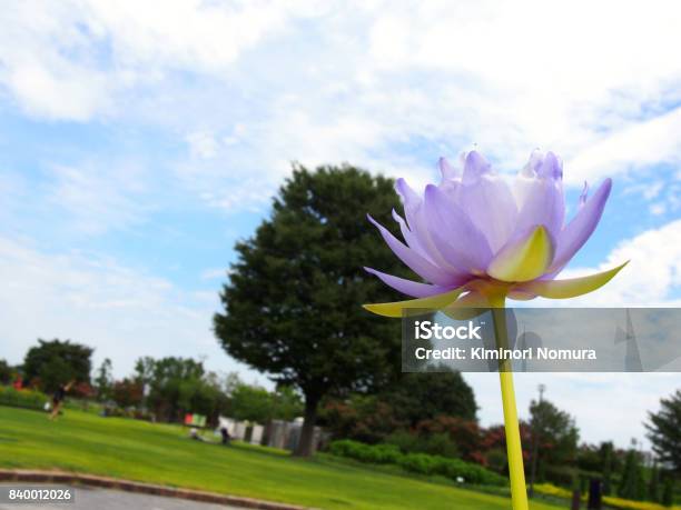 Lotus Flower Stock Photo - Download Image Now - Colored Background, Flower, Green Background