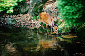 Fawn drinking water from creek in forest
