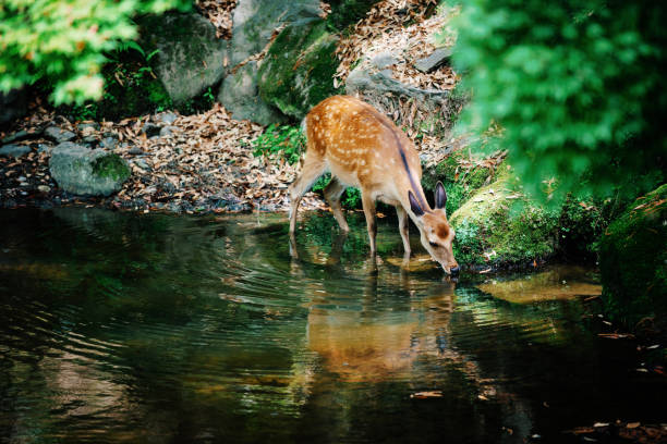 Fawn drinking water from creek in forest Fallow deer in forest, near water source fallow deer photos stock pictures, royalty-free photos & images