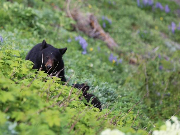 black bear and cub, hurrican ridge, olympic national park, wa - hurrican imagens e fotografias de stock