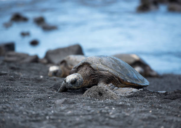 istock Turtle of Black Sand Beach 840021432