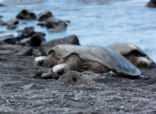 istock Turtle of Black Sand Beach 840021446