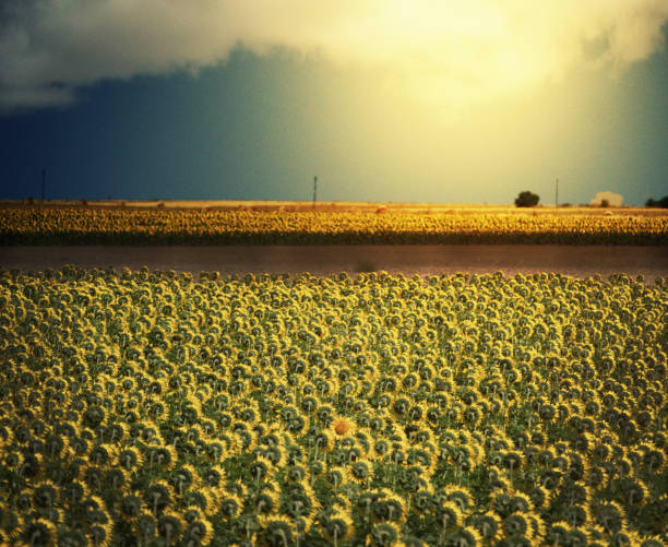 ein feld von sonnenblumen gesicht in richtung der sonne während einer sonnenblume gesichter die kamera unter einem sonnigen himmel. - trailblazer stock-fotos und bilder