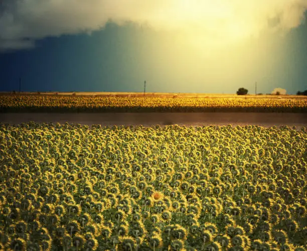Photo of A field of sunflowers face toward the sun while one sunflower faces the camera under a sunny sky.