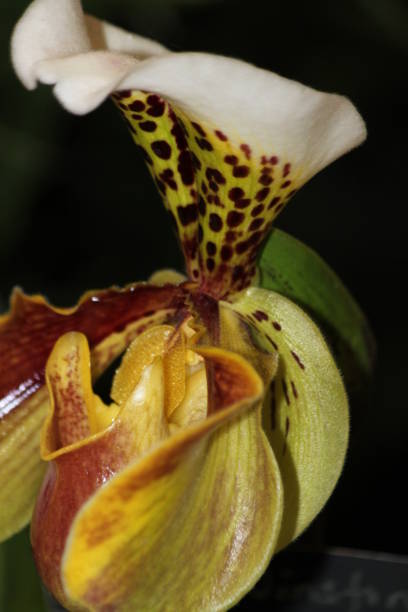 istock Orchid Flower 840024396