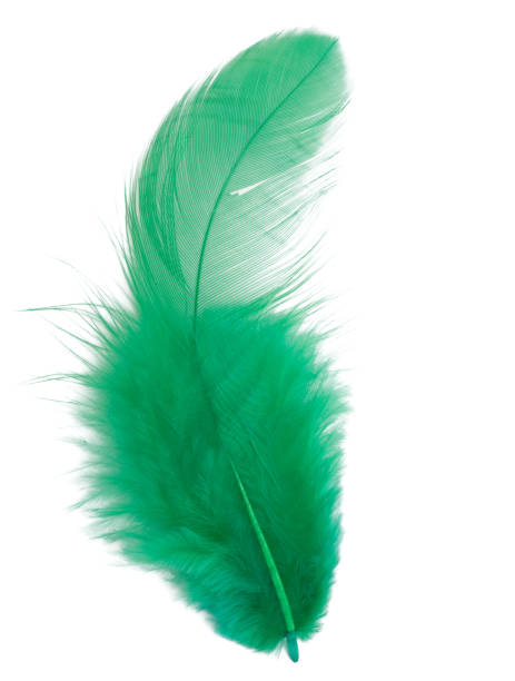 istock Green feather isolated on white background cutout 840027756