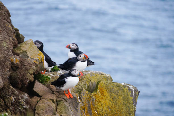 istock Atlantic Puffin in Latrabjarg cliffs, Iceland. 840030602
