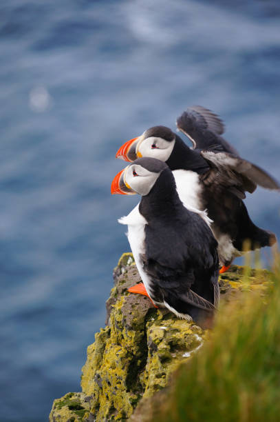 istock Atlantic Puffin in Latrabjarg cliffs, Iceland. 840030612