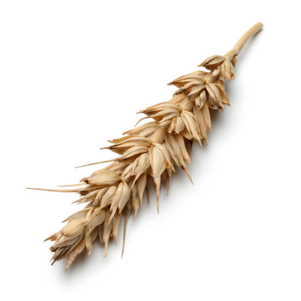 istock wheat ear isolated on white background cutout 840030952