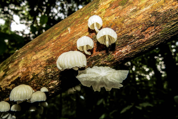 amazon-pilz - edible mushroom mushroom fungus colony stock-fotos und bilder