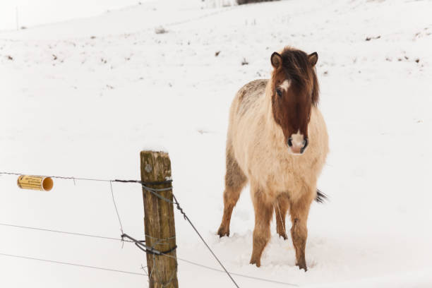 istock Icelandic real horse during winter snow 840038606