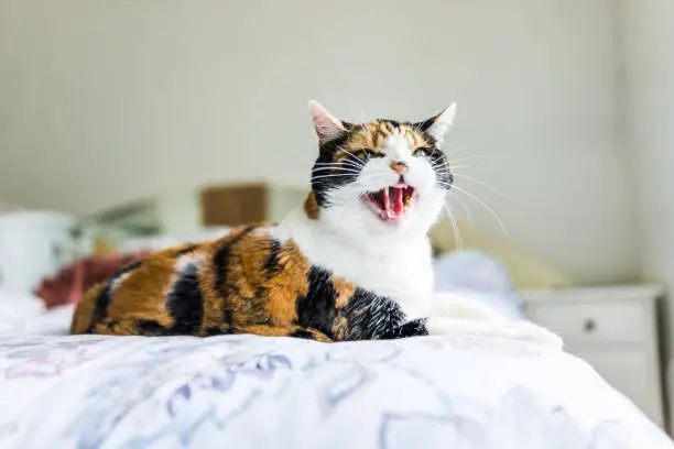 Photo of Angry calico cat lying on edge of bed hissing with mouth open