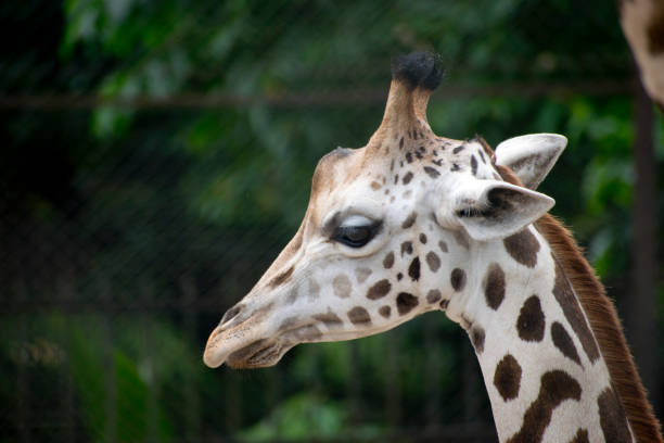 Showin a Giraffe in a rural setting .