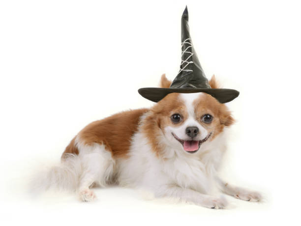 istock Chihuahua dog wearing black witch hat 840041424