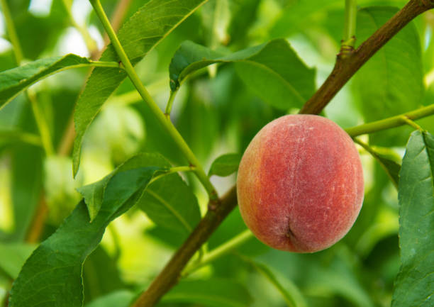 istock Ripe juice pach on a tree, sweet summer fruit growth 840044176