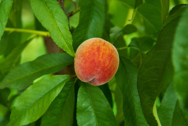 istock Ripe juice pach on a tree, sweet summer fruit growth 840044180