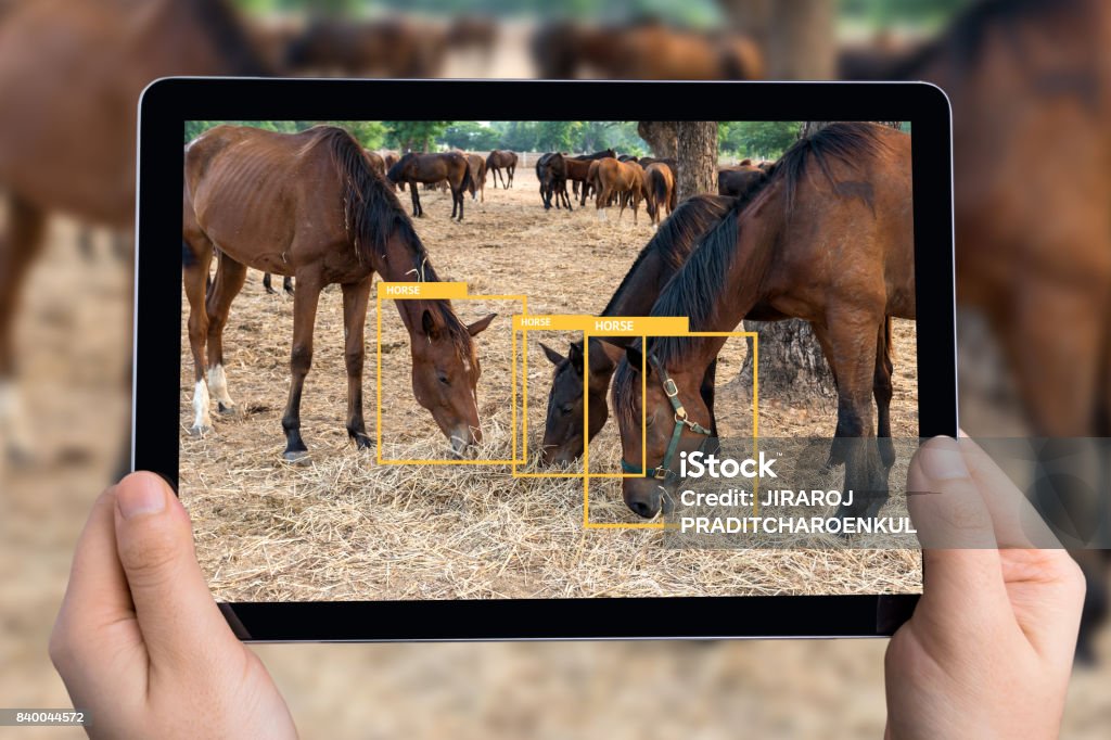 Machine Learning Analytics Identify Animal Technology Artificial  Intelligence Image Processing Concept Hand Using Tablet With Software Ui  Analytics And Recognition Horses Stock Photo - Download Image Now - iStock