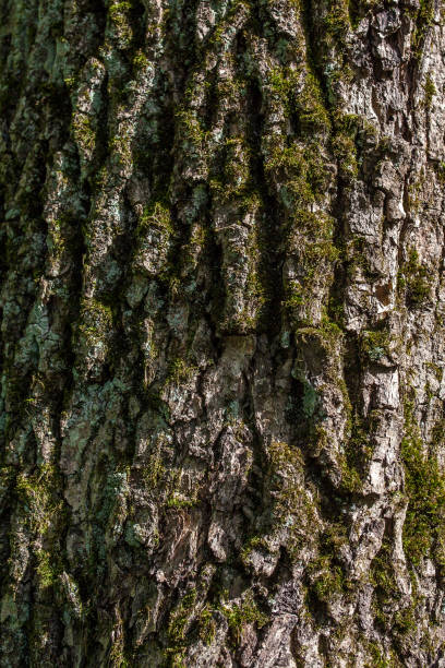 istock moss at bark of tree in park in summer 840044592