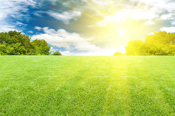 istock Lawn with beautiful sky.Grass in the morning forest 840047678