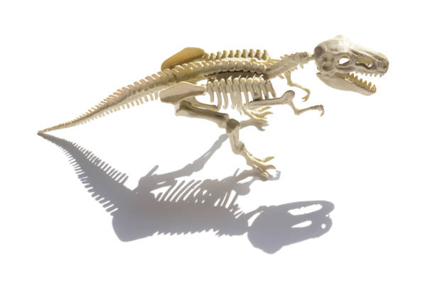 istock tyrannosaurus skeleton with shadow on a white background 840052458
