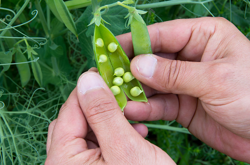 Checking the harvest of peas. Agricultural production.