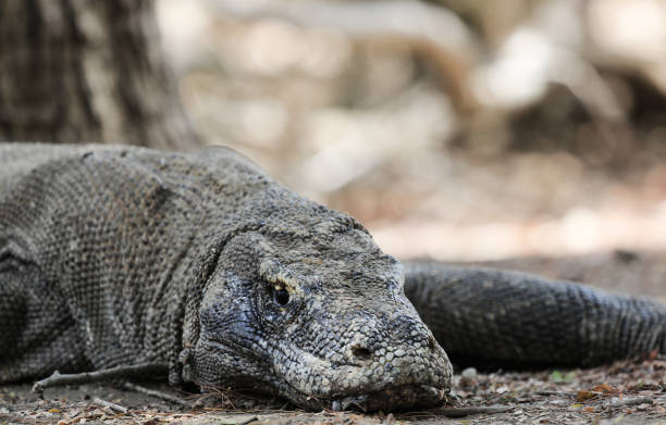 istock Wild Komodo Dragon in its habitat 840055730