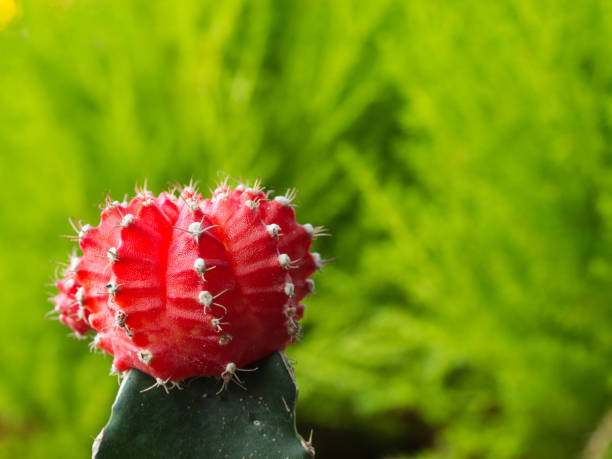 istock Little Red Cactus Behind the Green Plant 840056118